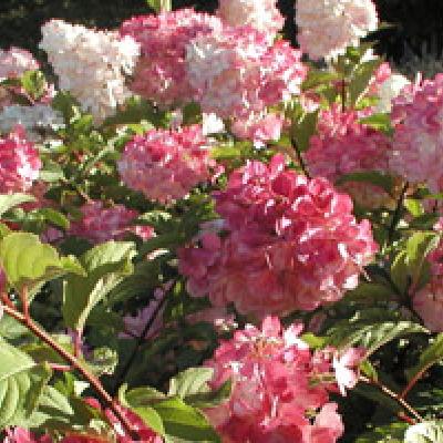 HYDRANGEA P. VANILLE FRAISE