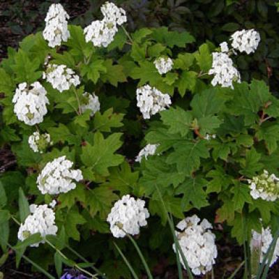 HYDRANGEA QUERC. ALICE