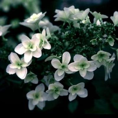 HYDRANGEA QU. SNOW GIANT