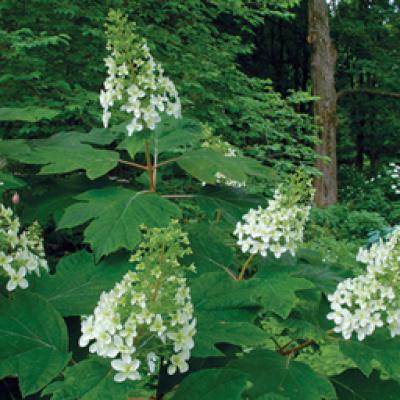 HYDRANGEA QU. SNOWFLAKE