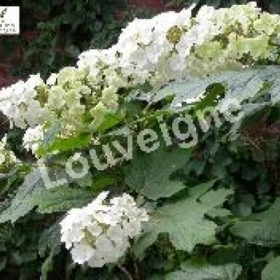 HYDRANGEA QU. SNOW QUEEN