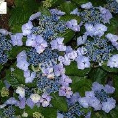 HYDRANGEA SERRATA BLUEBIRD