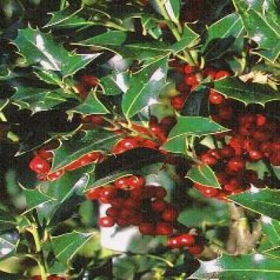 ILEX AQUIF. ALASKA