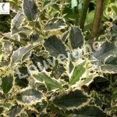 ILEX AQUIF. SILVER QUEEN