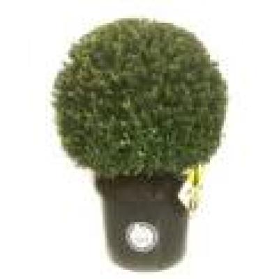 ILEX CRENATA DARK GREEN BOULE 20