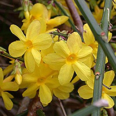 JASMINUM NUDIFLORUM