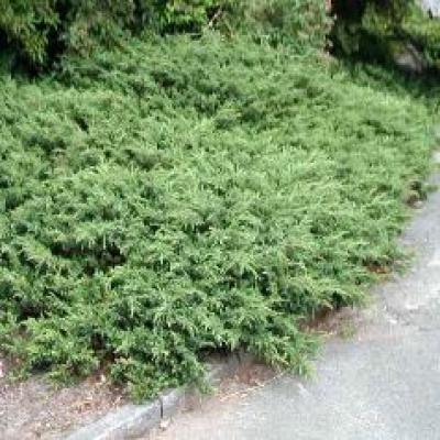 JUNIPERUS COMM. REPANDA