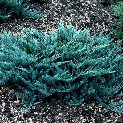 JUNIPERUS HOR. BLUE CHIP