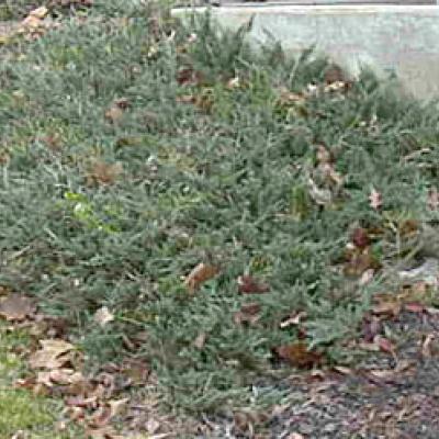 JUNIPERUS HOR. WILTONII