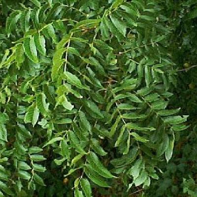 JUGLANS NIGRA