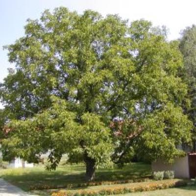 JUGLANS REGIA