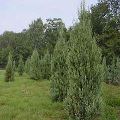 JUNIPERUS SC. SKYROCKET