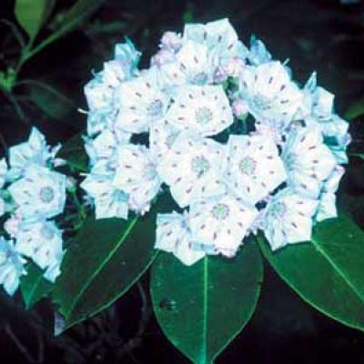 KALMIA LATIFOLIA