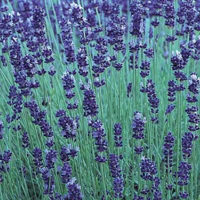 LAVANDULA ANG. HIDCOTE