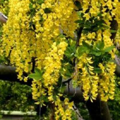 LABURNUM ANAGYROIDES