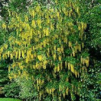 LABURNUM ALPINUM PENDULUM