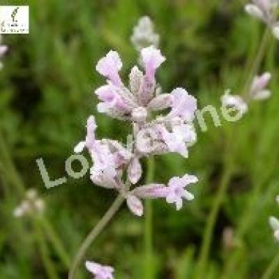 LAVANDULA A. ROSEA