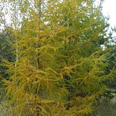 LARIX DECIDUA