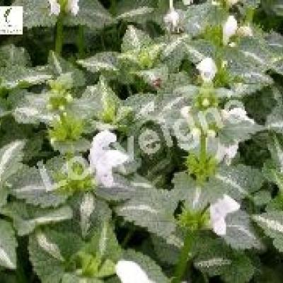 LAMIUM MAC. WHITE NANCY