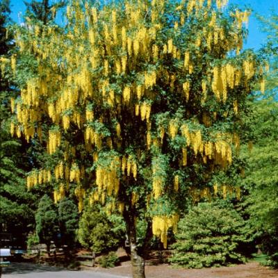 LABURNUM WAT. VOSSII