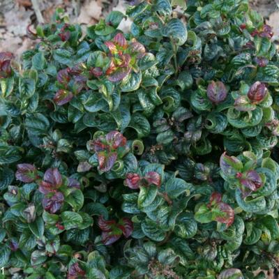 LEUCOTHOE AXILARIS CURLY RED ®