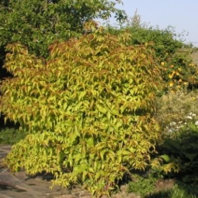 LEYCESTERIA F. GOLDEN LANTERNS®