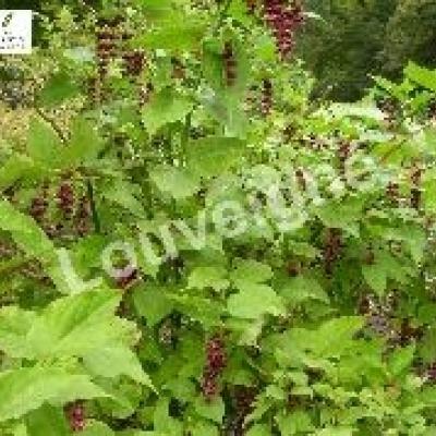 LEYCESTERIA FORMOSA