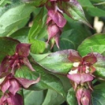 LEYCESTERIA FOR. PURPLE RAIN