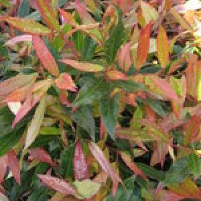 LEUCOTHOE RED LIPS®