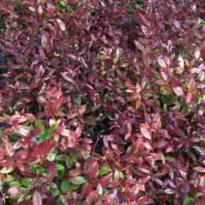 LEUCOTHOE SCARLETTA®