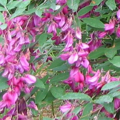 LESPEDEZA THUNBERGII