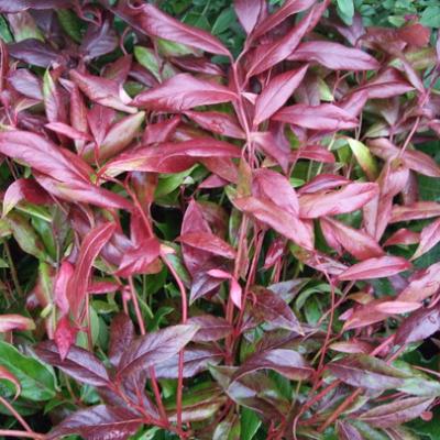 LEUCOTHOE SCARLETTA® ZEBLID