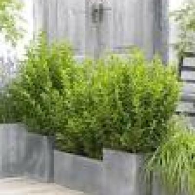 LIGUSTRUM GREEN DIAMOND