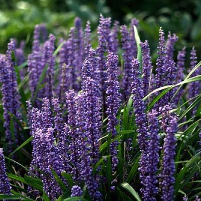 LIRIOPE MUSCARI BIG BLUE