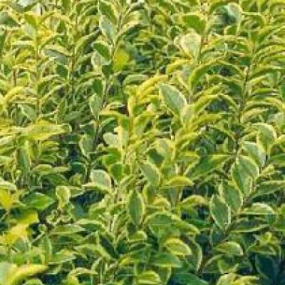 LIGUSTRUM OVAL. AUREUM