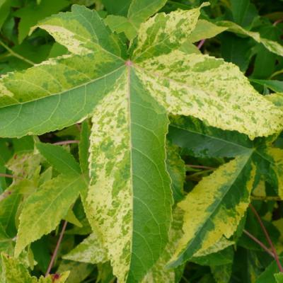 LIQUIDAMBAR STYRACIFLUA  AUREA