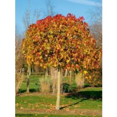 LIQUIDAMBAR ST. GUM BALL