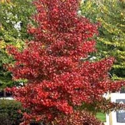 LIQUIDAMBAR ST. LANE ROBERTS