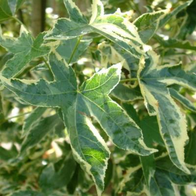 LIQUIDAMABR STYRACIFLUA MANON
