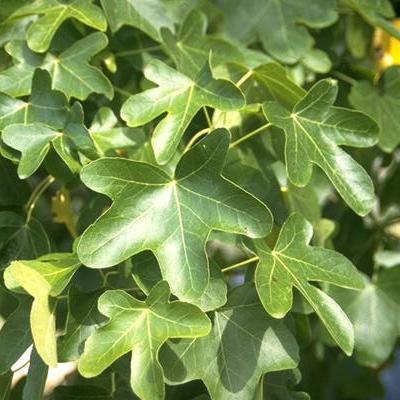 LIQUIDAMBAR STIR. ROTUNDIFOLIA