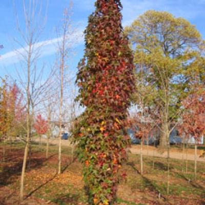 LIQUIDAMBAR ST. SLENDER SILHOUETTE