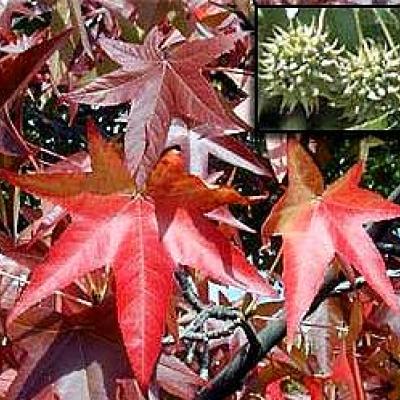 LIQUIDAMBAR STYRACIFLUA