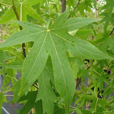 LIQUIDAMBAR ST. WORPLESDON