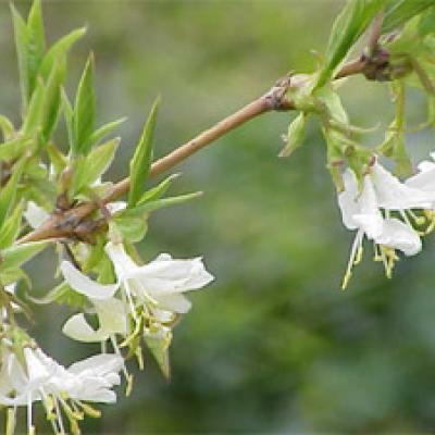 LONICERA FRAGRANTISSIMA