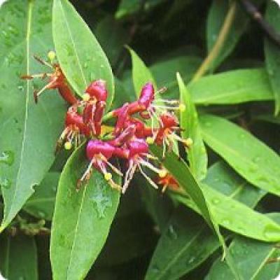 LONICERA HENRYI