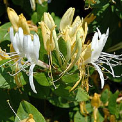 LONICERA JAP. HALLIANA