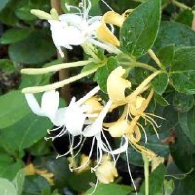 LONICERA J. HALL'S PROLIFIC