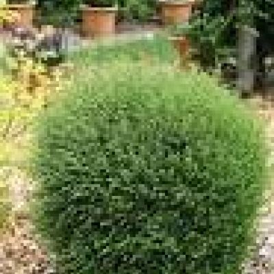 LONICERA NITIDA SCOOP