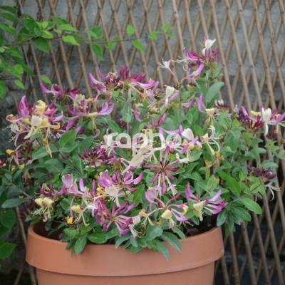 LONICERA PERICL. CHIC ET CHOC