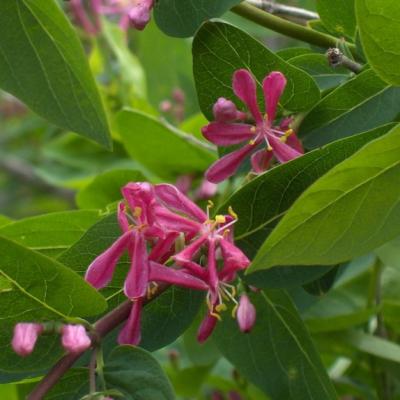 LONICERA TATAR. HACK'S RED